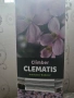 Клематис три цвята, снимка 6