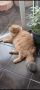 Шотландски правоухи и клепоухи котета, снимка 6