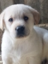 Лабрадор ретривър , снимка 1