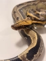 късоопашат питон, снимка 1