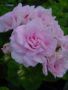 P.Milfield rose