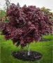 Японски клен/Acer palm. "Atropurpureum", снимка 1