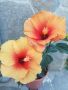 китайски рози , снимка 1 - Стайни растения - 45089261