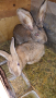 Зайци на различна възраст., снимка 7