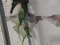 продавам папагали , снимка 3
