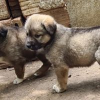 Овчарски кучета - Свиленград, снимка 9 - Каракачанска овчарка - 45696959