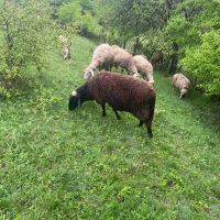 Овце 22 броя , снимка 3 - За селскостопански - 45421688