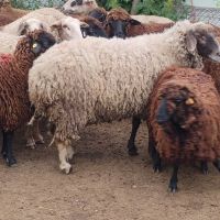 продавам овце за клане, снимка 6 - Овце - 46197176