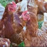 Червени кокошки носачки , снимка 1 - Кокошки и пуйки - 45118746