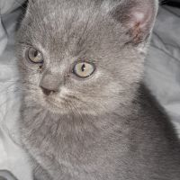 Продавам сини британски късокосмести котета, снимка 7 - Британска късокосместа - 45966062