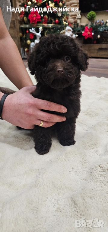 Мини Пудел! , снимка 1