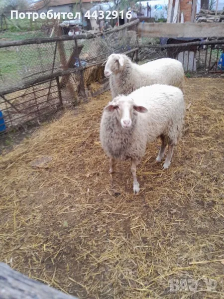 Овни, снимка 1