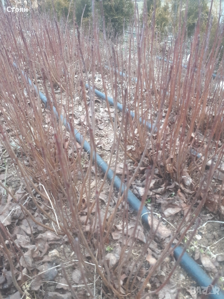 Разсад арония на гол корен, снимка 1