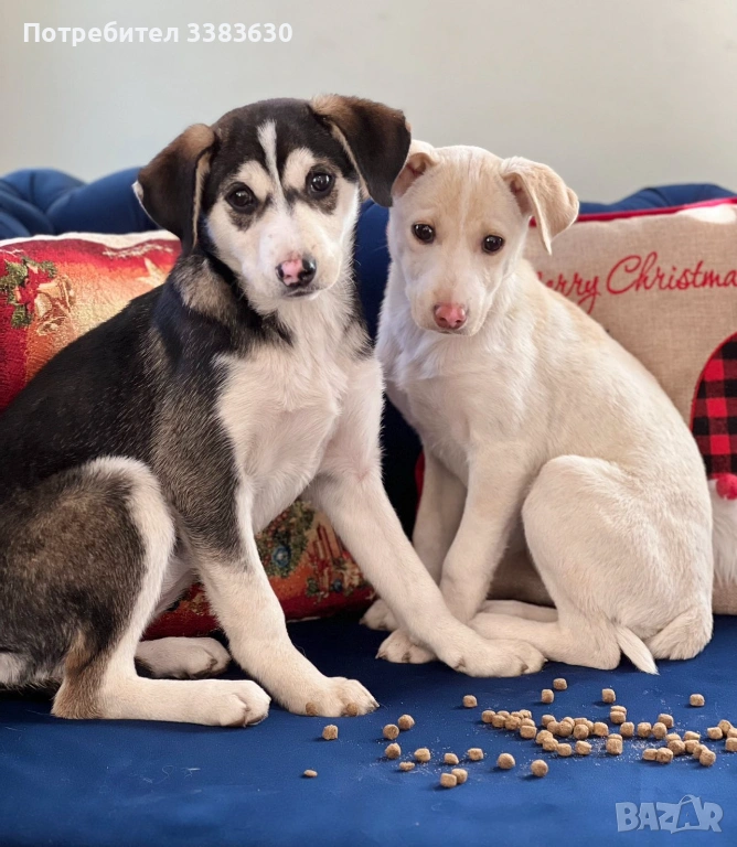 Подарявам две сладки  женски кученца, снимка 1