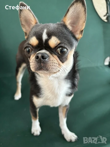 Чистокръвно чихуахуа за разплод, снимка 1