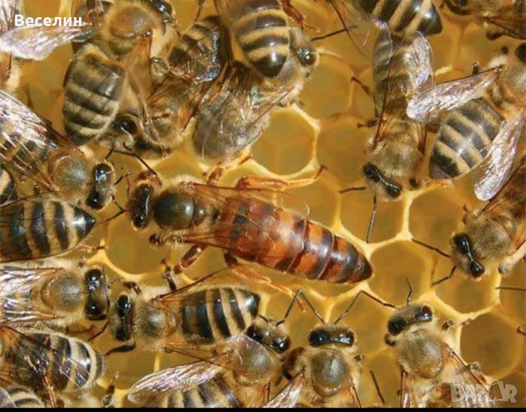 Пчелни Майки, снимка 1