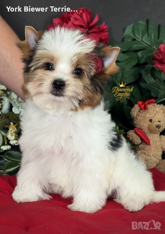 Йоркширски теРиер! Малки принцеси за деца и възрастни! Доставка , снимка 1