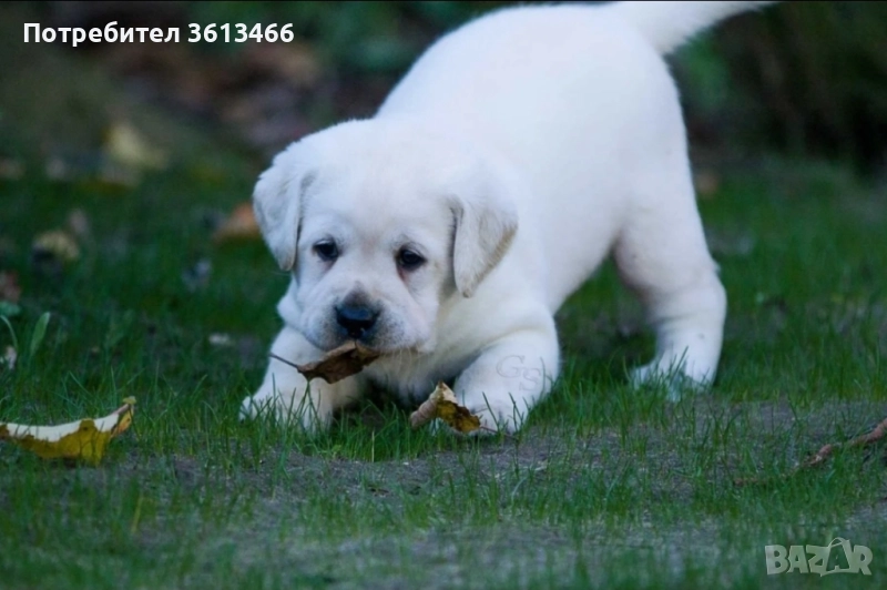 Чистокръвни бели Лабрадор ретривър мъжки и женски, снимка 1