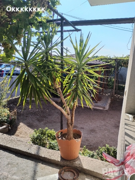 Палма, цвете, Юка, снимка 1