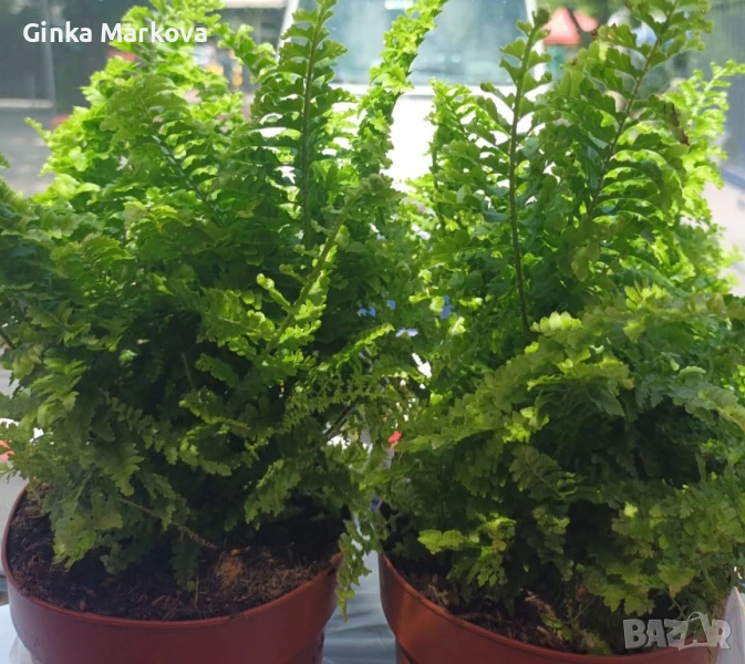 Къдрава папрат - 7,99лв., снимка 1