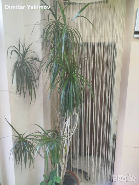 Продавам Драцена "Маргината", снимка 1