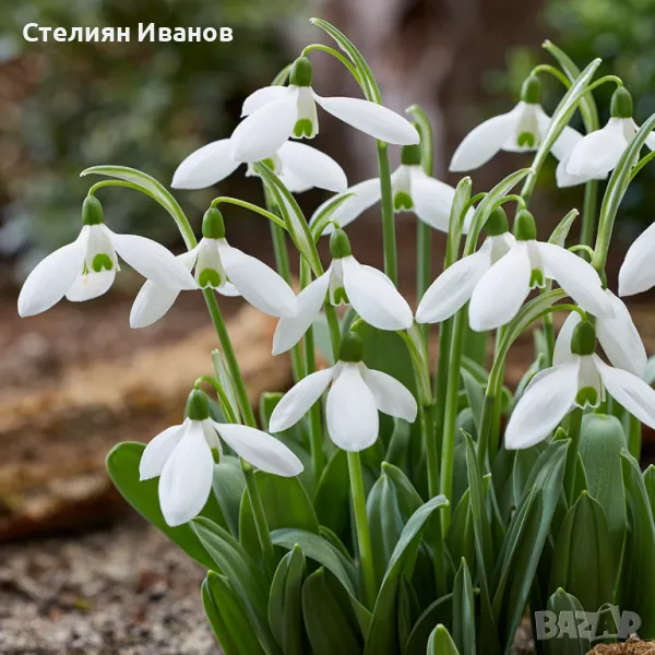 Елвезиево кокиче (Galanthus elwesii) – луковички, снимка 1