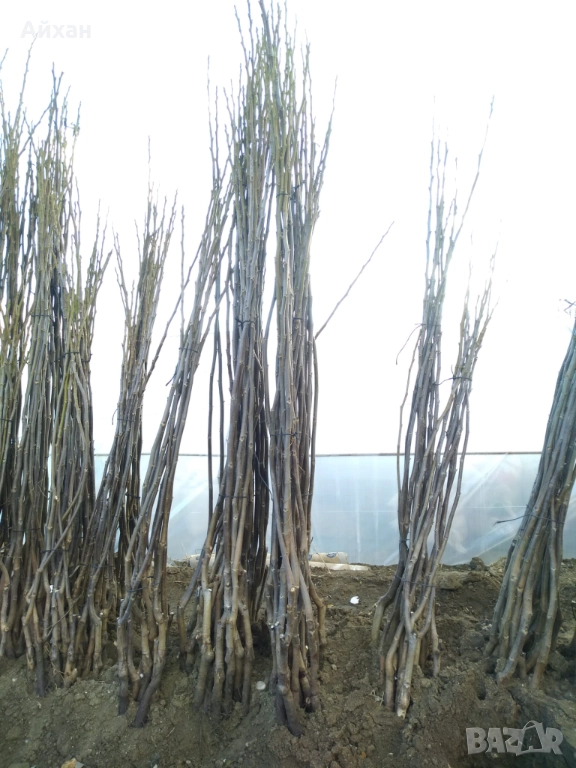 Първокачествени орехови фиданки Фернет, Франкет, Фернор, Чандлър, снимка 1