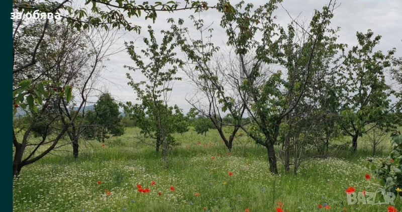 Овощна черешова градина, снимка 1