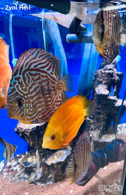 Риби Дискуси – група от 6бр.,здрави и красиви!, снимка 1