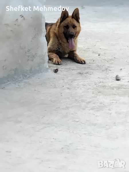porodavam nemska ovcarka , снимка 1