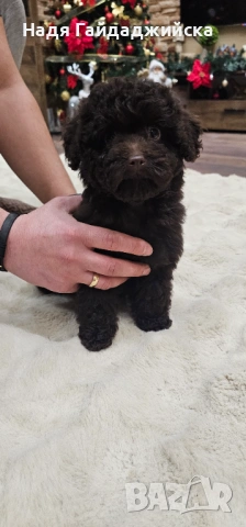 Мини Пудел! 