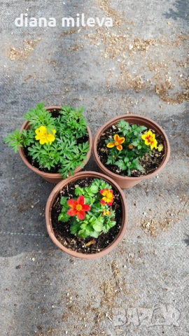 Три различни сорта Биденс!!, снимка 9 - Градински цветя и растения - 54284476