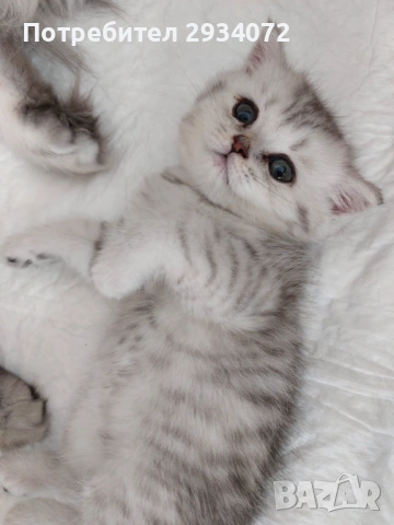 Малка женска британска сребърна чинчила си търси своите стопани, снимка 2 - Британска късокосместа - 53420284