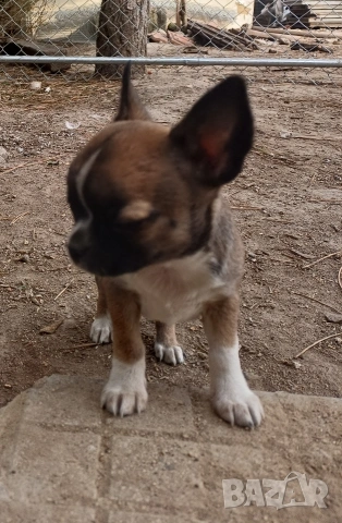 Чистокръвни мини чихуахуа 