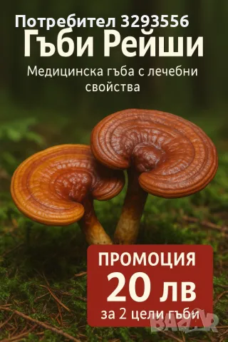 Гъби Рейши (Лакирана Гадорема)