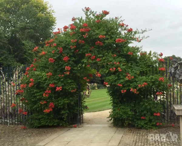 Кампсис, тромпетна лоза (Trumpet vine, Campsis radicans), снимка 10 - Разсади - 47008267