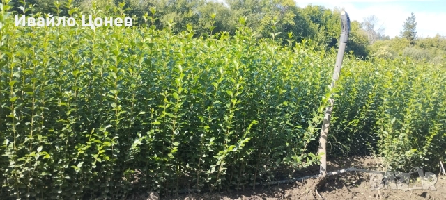 Лигуструм Овалифолиум - Цена за 1бр -0.70лв., снимка 4 - Разсади - 51955767