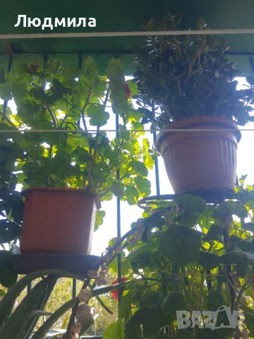 Цветарник,ковано желязо на няколко нива,грундиран и боядисан , снимка 16 - Градински мебели, декорация  - 50096264