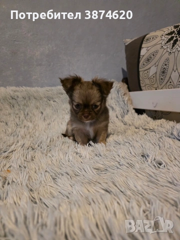 чихуахуа момченца 