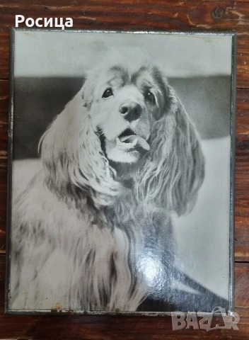 Фотокартина "Я удивлен"