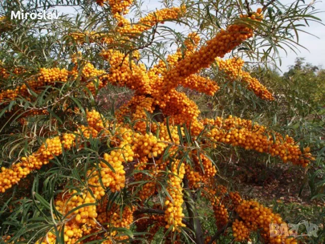 Облепиха (Hippophae), снимка 4 - Градински цветя и растения - 50096274