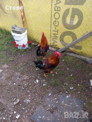 Продавам млади петли, снимка 5 - Кокошки и пуйки - 53947577