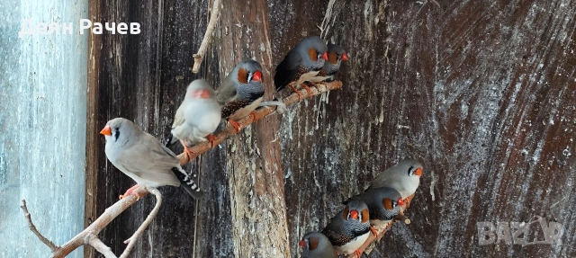 амадини ДЖЪМБО ИЗЛОЖБЕНИ амадини УНГАРСКА ЛИНИЯ ЗЕБРОВИ АМАДИНИ, снимка 4 - Амадини - 53658164