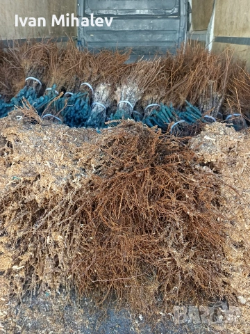 лозов посадъчен материал и овощен , снимка 2 - Градински цветя и растения - 53029256