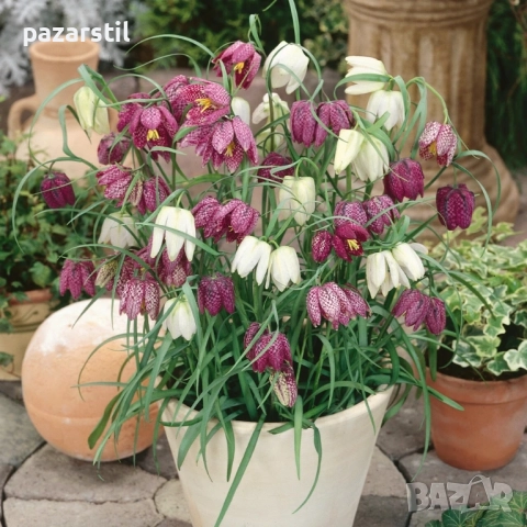 Фритилария - луковици , снимка 1