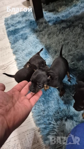 Мини Пинчери, снимка 4 - Пинчер - 53685177