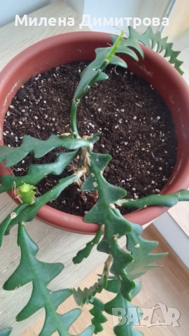 Epiphyllum anguliger кактус зигзаг, снимка 9 - Стайни растения - 49747854