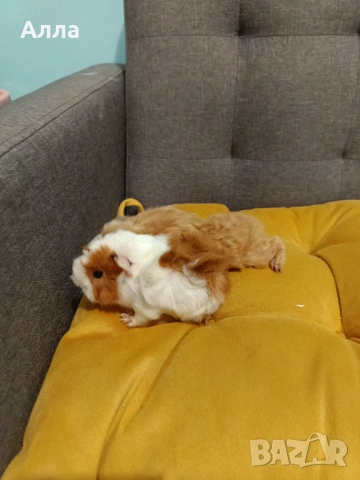 Има в наличности морски свинчета , снимка 2 - Морски свинчета - 53597767