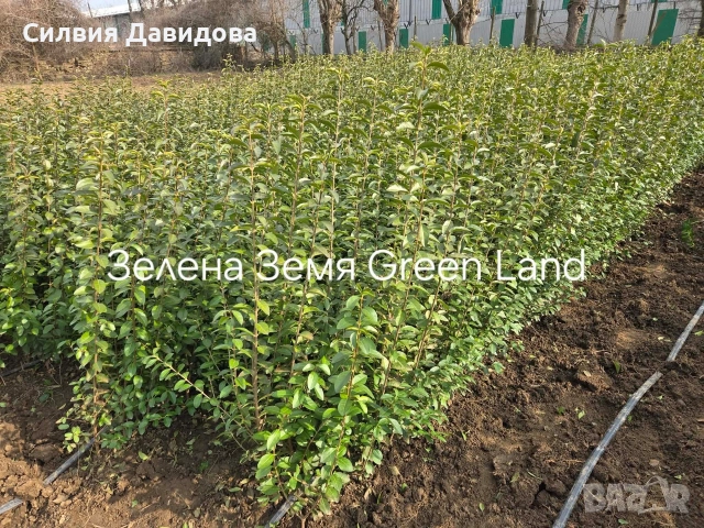 Лигуструм , снимка 4 - Градински цветя и растения - 53776491