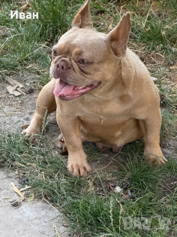 Френски Булдог, снимка 2 - Френски булдог - 53140404